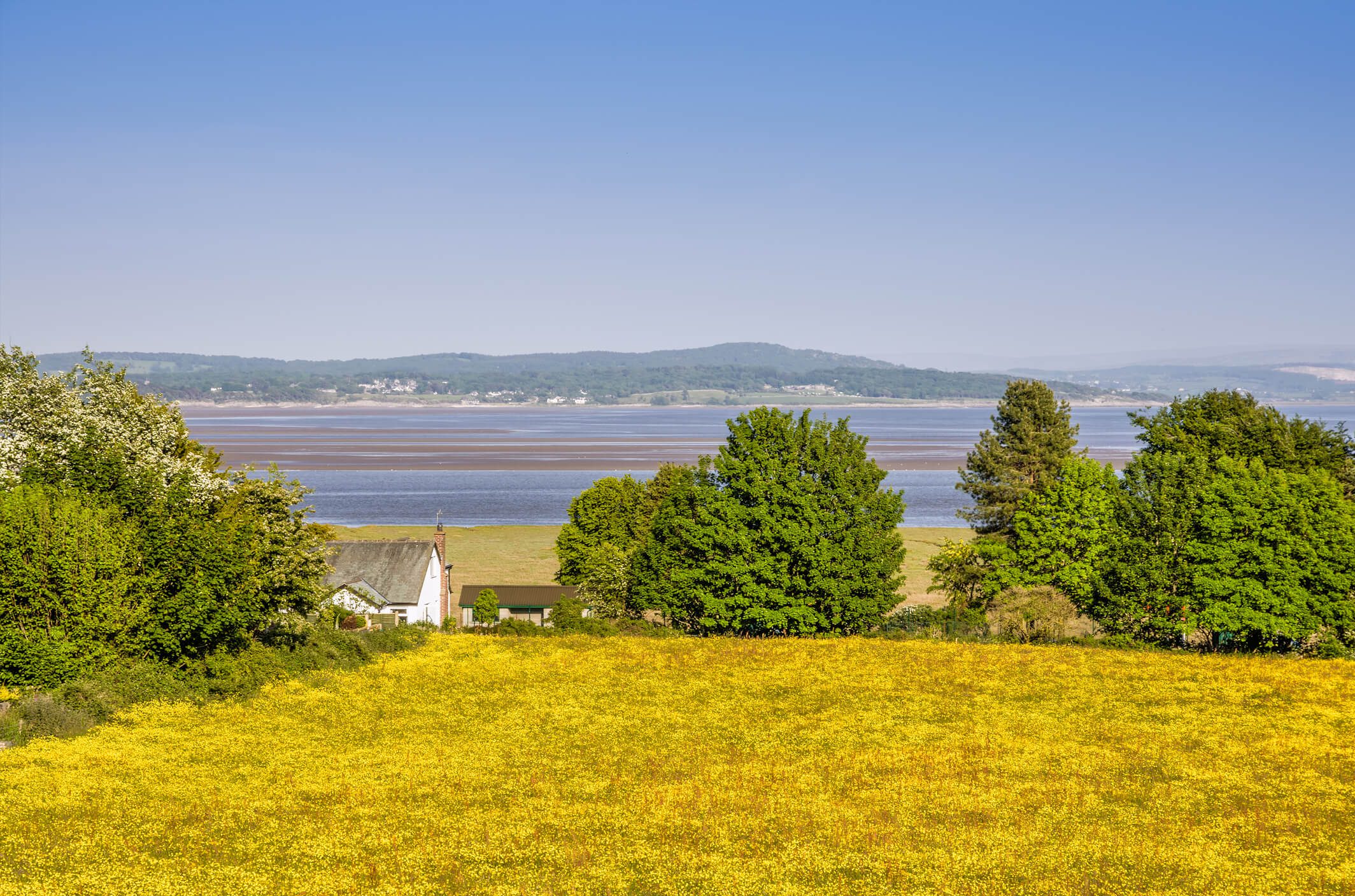 A field of Spring Buttercups in Grange-over Sands, with Morecambe Bay in the background and a white house.